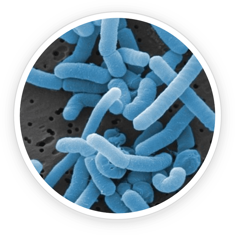 Lactobacillus Paracasei clinical research – science behind ProDentim oral probiotic