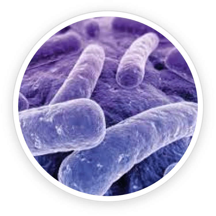 B.lactis BL-04 clinical research – science behind ProDentim best oral probiotic