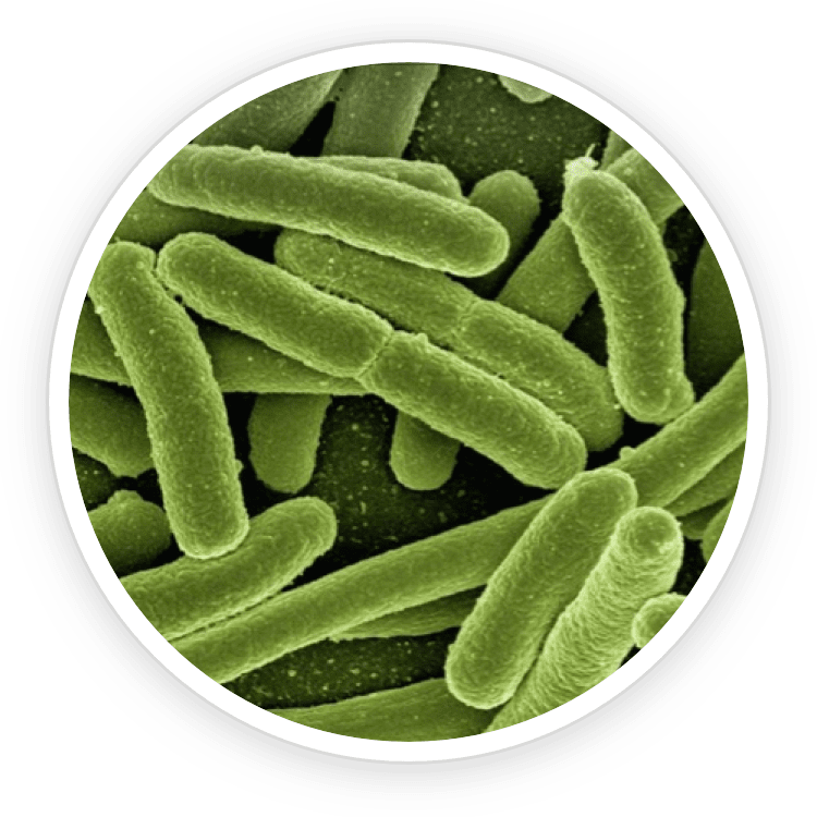 Lactobacillus Reuteri clinical research – science behind ProDentim for bad breath